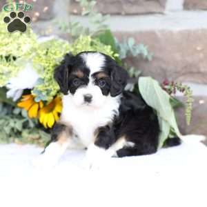 Bowen, Cavapoo Puppy